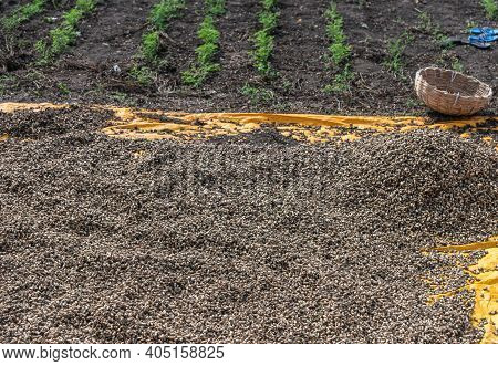Abbigeri, Karnataka, India - November 6, 2013: Heap Of Dark Brown Freshly Harvested Peanuts Drying O