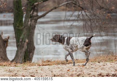 German Kurzhaar, Great Hunting Dog And Loyal Friend. Hunting Dog Runs In Nature
