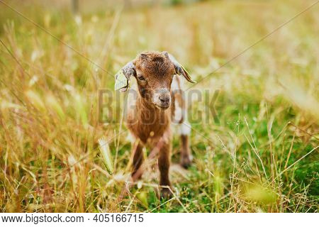 Pretty Little Kid Goat With Number Tag Standing In A Spring Meadow. Baby Animals On Farm