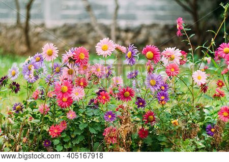 Close-up Of Chrysanthemums In The Grass Garden By The Stone Fence.