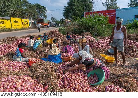 Rona, Karnataka, India - November 6, 2013: Group Of Mostly Male Farm Workers Sorting Red Onions Alon
