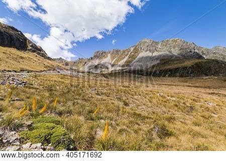 Alpine Meadow With Giant Speargrass In Valley In Southern Alps, South Island, New Zealand