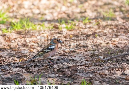 The Common Finch, Fringilla Coelebs, Sits On The Ground In Spring. Beautiful Forest Bird Common Chaf