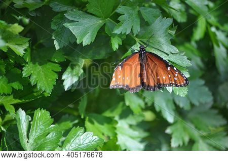 A Close Up Of An Orange Butterfly On A Tree.