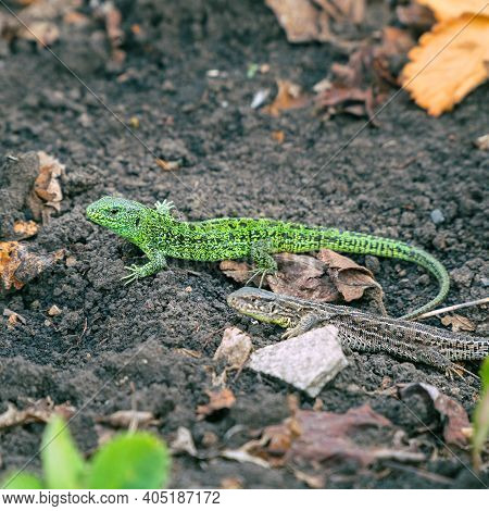 A Small Green Lizard On The Ground. Selective Focus