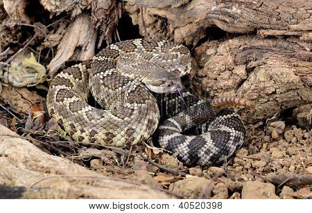 Sul Pacífico Cascavel (crotalus Viridis Helleri).