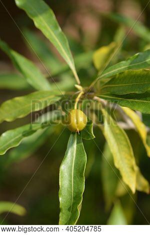 Cheesewood Branch - Latin Name - Pittosporum Undulatum