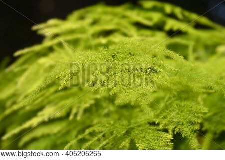 Common Asparagus Fern - Latin Name - Asparagus Setaceus