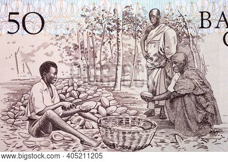 Cocoa Farmers From Old Ghanaian Money - Cedi