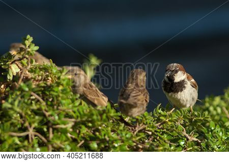 Male House Sparrow Passer Domesticus. Auckland. North Island. New Zealand.