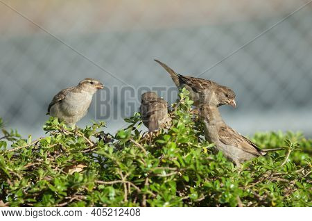 House Sparrows Passer Domesticus. Juvenile To The Left And Female To The Right. Auckland. North Isla