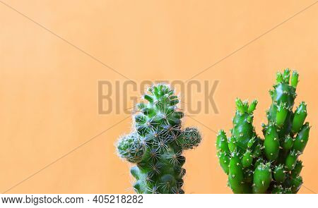 Vibrant Green Mini Ladyfinger Cactus And Fairy Castle Cactus Against Orange Colored Wall