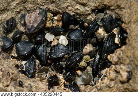 Little Black Mussels Xenostrobus Pulex. Cape Kidnappers Gannet Reserve. North Island. New Zealand.