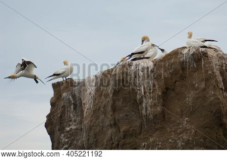 Australasian Gannets Morus Serrator. Black Reef Gannet Colony. Cape Kidnappers Gannet Reserve. North