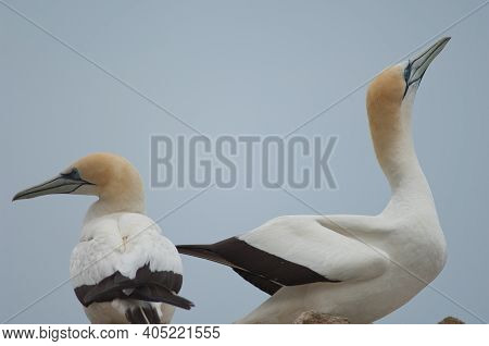 Australasian Gannets Morus Serrator Courting. Black Reef Gannet Colony. Cape Kidnappers Gannet Reser