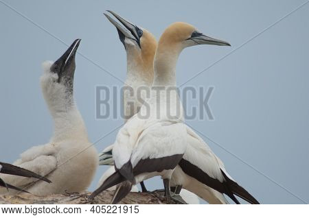 Australasian Gannets Morus Serrator. Adults With Chick At Nest. Black Reef Gannet Colony. Cape Kidna