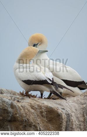 Australasian Gannets Morus Serrator Courting. Black Reef Gannet Colony. Cape Kidnappers Gannet Reser