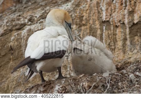 Australasian Gannets Morus Serrator. Adult With Chick At Nest. Black Reef Gannet Colony. Cape Kidnap