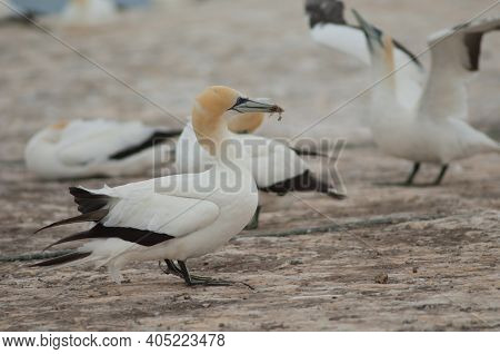 Australasian Gannet Morus Serrator With Nesting Material. Plateau Colony. Cape Kidnappers Gannet Res