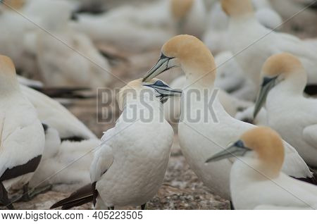 Australasian Gannets Morus Serrator Courting. Plateau Colony. Cape Kidnappers Gannet Reserve. North 