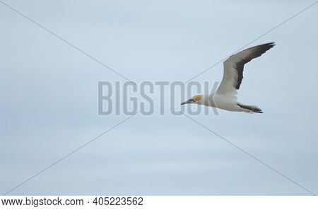 Australasian Gannet Morus Serrator In Flight. Plateau Colony. Cape Kidnappers Gannet Reserve. North 