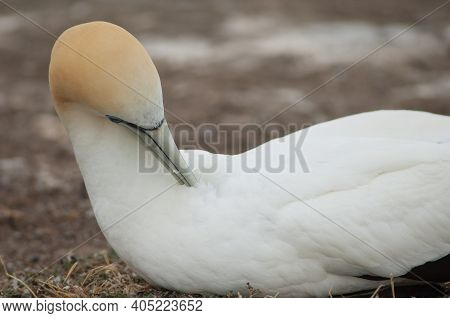 Australasian Gannet Morus Serrator Preening. Plateau Colony. Cape Kidnappers Gannet Reserve. North I