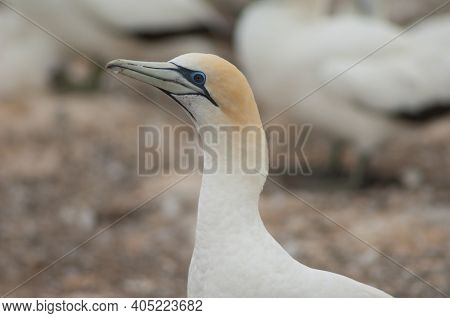 Australasian Gannet Morus Serrator. Plateau Colony. Cape Kidnappers Gannet Reserve. North Island. Ne