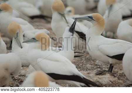 Australasian Gannets Morus Serrator. Chick Asking For Food. Plateau Colony. Cape Kidnappers Gannet R