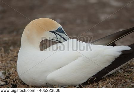 Australasian Gannet Morus Serrator Preening. Plateau Colony. Cape Kidnappers Gannet Reserve. North I