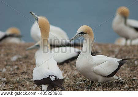 Australasian Gannets Morus Serrator Courting. Plateau Colony. Cape Kidnappers Gannet Reserve. North 