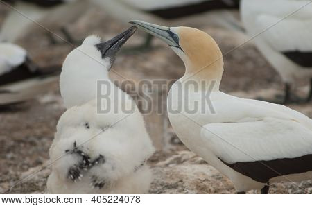 Australasian Gannets Morus Serrator. Chick Asking For Food. Plateau Colony. Cape Kidnappers Gannet R