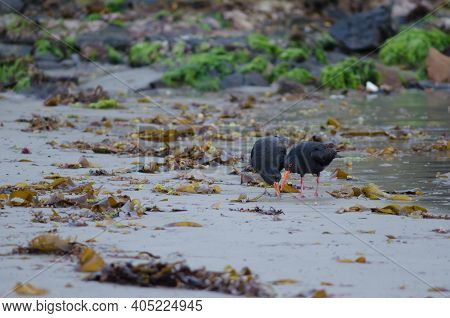 Variable Oystercatchers Haematopus Unicolor. Adult Teaching Young To Feed. Oban. Stewart Island. New