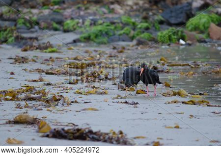 Variable Oystercatcher Haematopus Unicolor. Adult And Juvenile. Oban. Stewart Island. New Zealand.