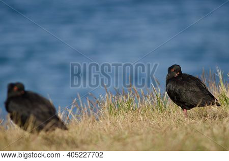 Variable Oystercatchers Haematopus Unicolor. Stewart Island. New Zealand.