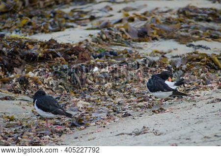 South Island Oystercatchers Haematopus Finschi. Oban. Stewart Island. New Zealand.