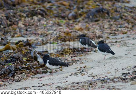 South Island Oystercatchers Haematopus Finschi Resting. Oban. Stewart Island. New Zealand.