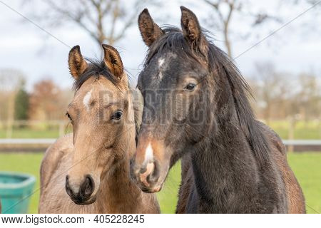Two One Yearold Horses In The Pasture. A Black And A Brown, Yellow Foal. They Stand Side By Side As 