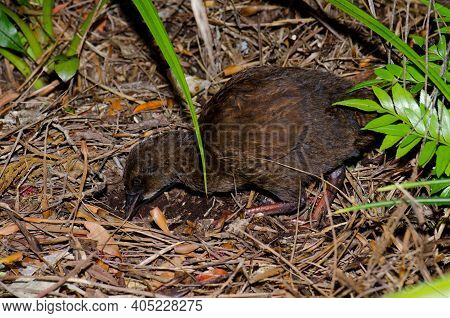 Stewart Island Weka Gallirallus Australis Scotti Searching For Food. Ulva Island. Rakiura National P