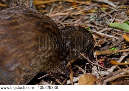 Stewart Island Weka Gallirallus Australis Scotti Searching For Food. Ulva Island. Rakiura National P