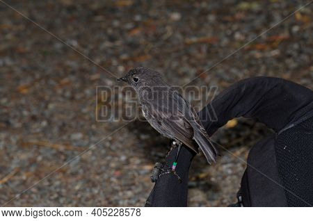 Stewart Island Robin Petroica Australis Rakiura On A Backpack. Ulva Island. Rakiura National Park. N