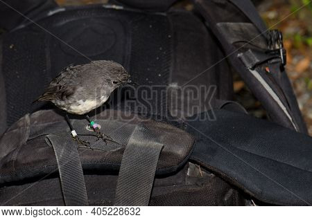 Stewart Island Robin Petroica Australis Rakiura On A Backpack. Ulva Island. Rakiura National Park. N