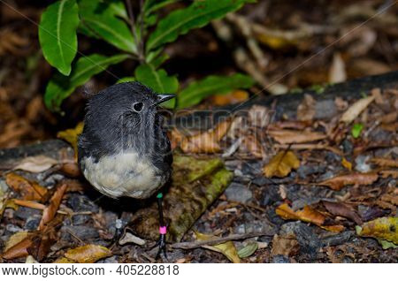 Stewart Island Robin Petroica Australis Rakiura. Ulva Island. Rakiura National Park. New Zealand.