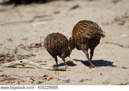 Steward Island Weka Gallirallus Australis Scotti. Adult And Juvenile Searching For Food. Boulder Bea