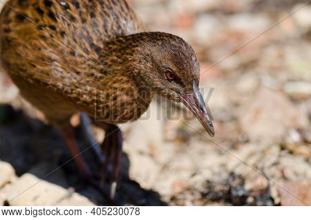 Steward Island Weka Gallirallus Australis Scotti. Boulder Beach. Ulva Island. Rakiura National Park.