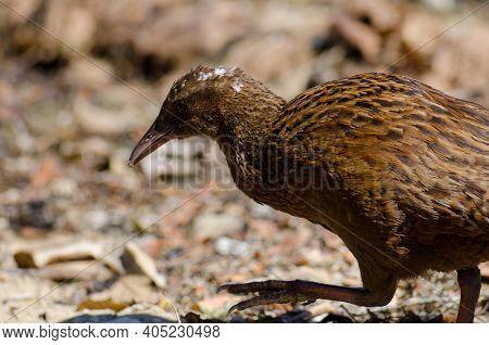 Steward Island Weka Gallirallus Australis Scotti Walking. Boulder Beach. Ulva Island. Rakiura Nation