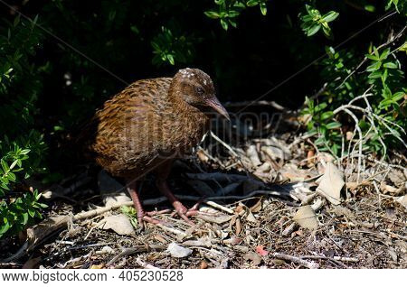 Steward Island Weka Gallirallus Australis Scotti. Boulder Beach. Ulva Island. Rakiura National Park.