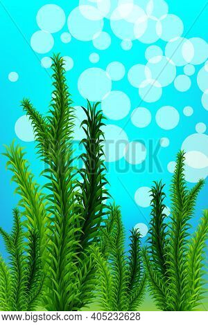 Marine Green Algae Sea Life Object Isolated On Blue Background