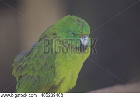 Antipodes Parakeet Cyanoramphus Unicolor Sleeping. In Captive Conditions. Te Anau Bird Sanctuary. Te