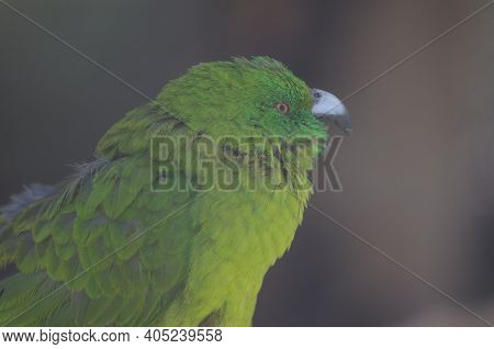 Antipodes Parakeet Cyanoramphus Unicolor Calling. In Captive Conditions. Te Anau Bird Sanctuary. Te 
