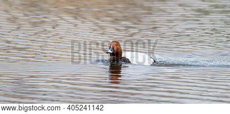 Pochard Aythya Ferina Swims On The Surface And Searches For Food